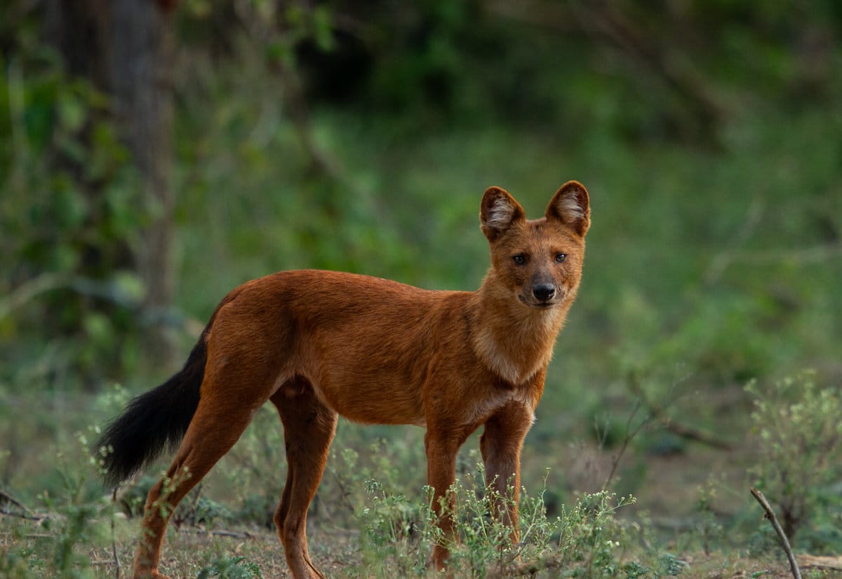 NA Naseer / wildlife photographer